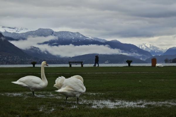 アヌシー湖と白鳥